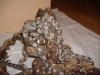 Boa Constrictor Constrictor Babys DNZ 2007 abzugeben