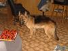Schöner Schäferhund