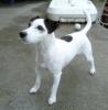Jack Russell Terrier Hündin