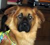 Mein mischlingshund Thayson..