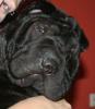 Faltenhunde Forum - der Shar Pei  www.faltenhunde-forum.de  Wir sind ein nettes
