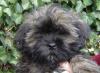 Lhasa Apso Welpen mit besten VDH /  KTR Papieren