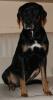 süße Boxer/ Dobermannhündin sucht neues zu Hause