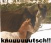 Suche meine ehemalige Hannoveraner Stute Cora, geb. 15.03.1990