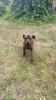Dogo Canario Welpen Presa de Canario