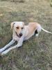 Labrador Mischling Welpen