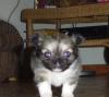 Langhaar Chihuahua Rüde,  5 Wochen Jung
