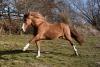 Criollo Deckhengst der besonderen Art