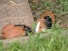  2 Meerschweinchen Liberty  Moritz