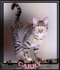 Carry,  ….ich bin eine Weichspülkatze!!!