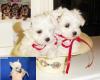 Teetasse Größe terrier,  malteser und chihuahua Welpen zu verkaufen