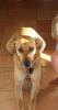 Familienhund - ungern allein