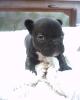 FRANZÖSISCH BULLDOG MÄDCHEN, 9WOCHEN ALT IN LIEBEVOLLE HÄNDE,  ALS LEZTE AUS DEM A