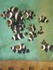 Clownfische,  A.percula und ocellaris black,  Meerwasser