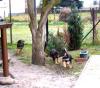 Schäferhundwelpen, rein DDR / blütig in schwarzbraun