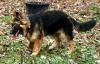 Altdeutscher Schäferhund,  Junghund,  Rüde