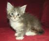 Wunderschöne,  bunte Maine Coon Kitten zu verkaufen