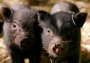 4 Hängebauchschweine,  9 Monate alt abzugeben