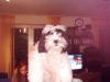 Shih-Tzu MIX  sucht ein neues zu Hause !