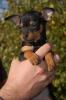 suche bordeauxdogge 250€