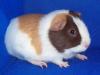 MEERSCHWEINCHEN