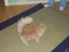 persakatze