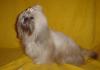 Wunderschöner Shih-Tzu Deckrüde