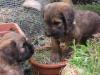 Fauve Briardwelpen,  ideale Familienhunde,  haaren nicht