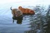Faltenhunde Forum - der Shar Pei  www.faltenhunde-forum.de  Wir sind ein nettes