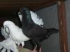 1.1MODENESER-SCHIETTI TAUBE SCHWARZ