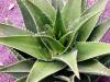 ALOE VERA & COLOSTRUM