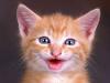 junge Katze gesucht