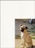 Rassmorüde, sucht nette Hundedamen! ! !