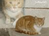Gebe 3 Katzen  auch einzeln  in liebevoll Hände ab