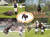 Natural Horsemanship,  Zirkuslektionen,  Pferdegymnastik und Freiheitsdressur