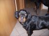 Kinderlieber Familienhund abzugeben