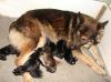 Altdeutsche Schäferhundwelpen,  schwarz,  schwarz-braun und grau
