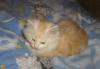sibirische Katzen