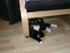 kleiner schwarzer kater sucht neue liebevolle familie
