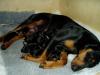 Deutsche Pinscher vom Bruchstein