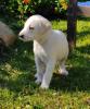 Eni sucht ein passendes Zuhause