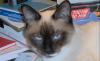 Deckkater (Siam)