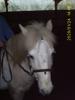 Suche Reitbeteiligung!!In Hann.Münden,  Kassel o.Fuldatal , Reinhardshagen und umg
