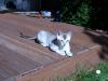 Singapura-Kater