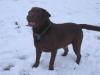 Labrador Deckrüde braun!HOCHPRÄMIERT!!!