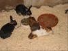 Zwergkaninchen /  Meerschweinchen