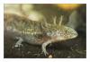 Axolotl abzugeben