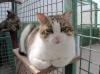 Sandocan,  ausgeglichener,  lieber Kater!