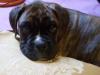 Boxerwelpe vermisst!!