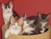 Wunderschöne Maine Coon Babys abzugeben